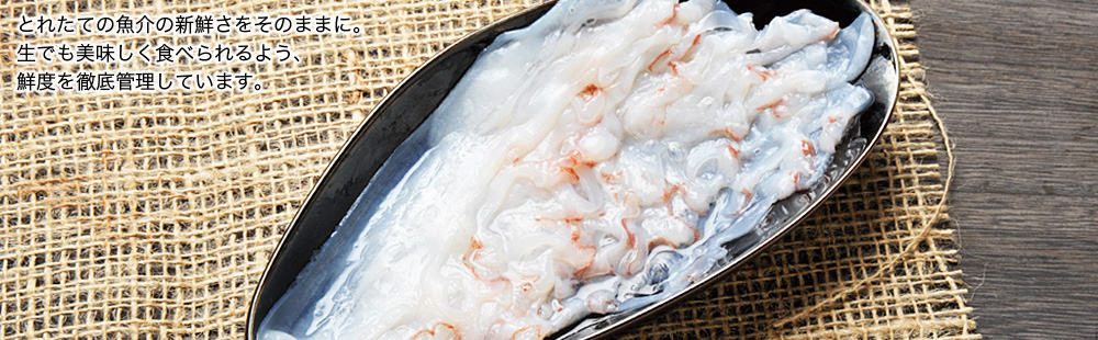 お刺身イメージ